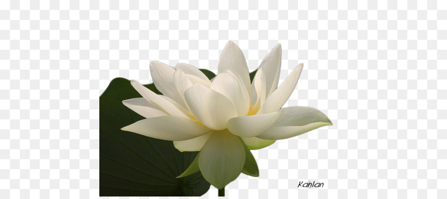 Flor Blanca，Florecer PNG