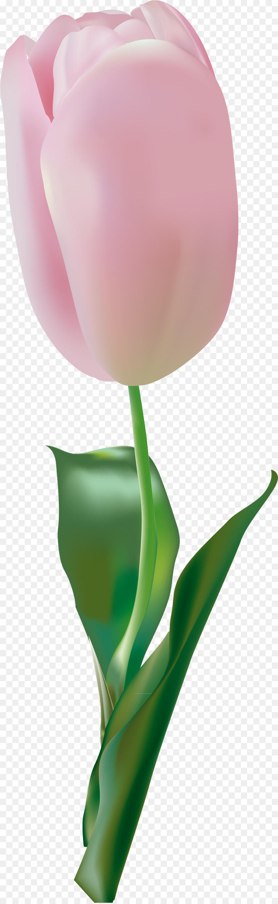 Las Rosas De Jardín，Tulip PNG