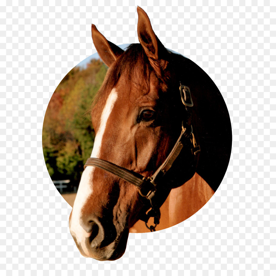 Halter，Mane PNG