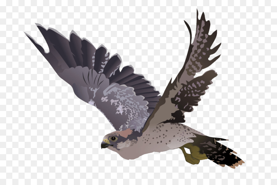 Falcon，Fondo De Escritorio PNG