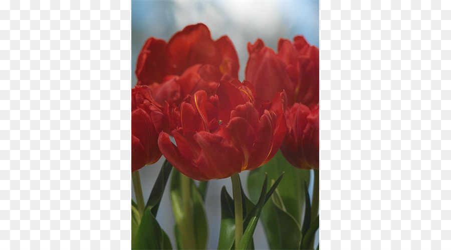 Tulip，Tallo De La Planta PNG