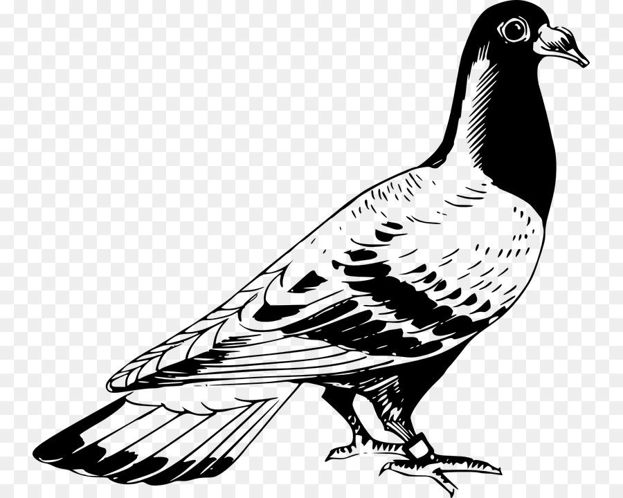 Homing Pigeon，Columbidae PNG