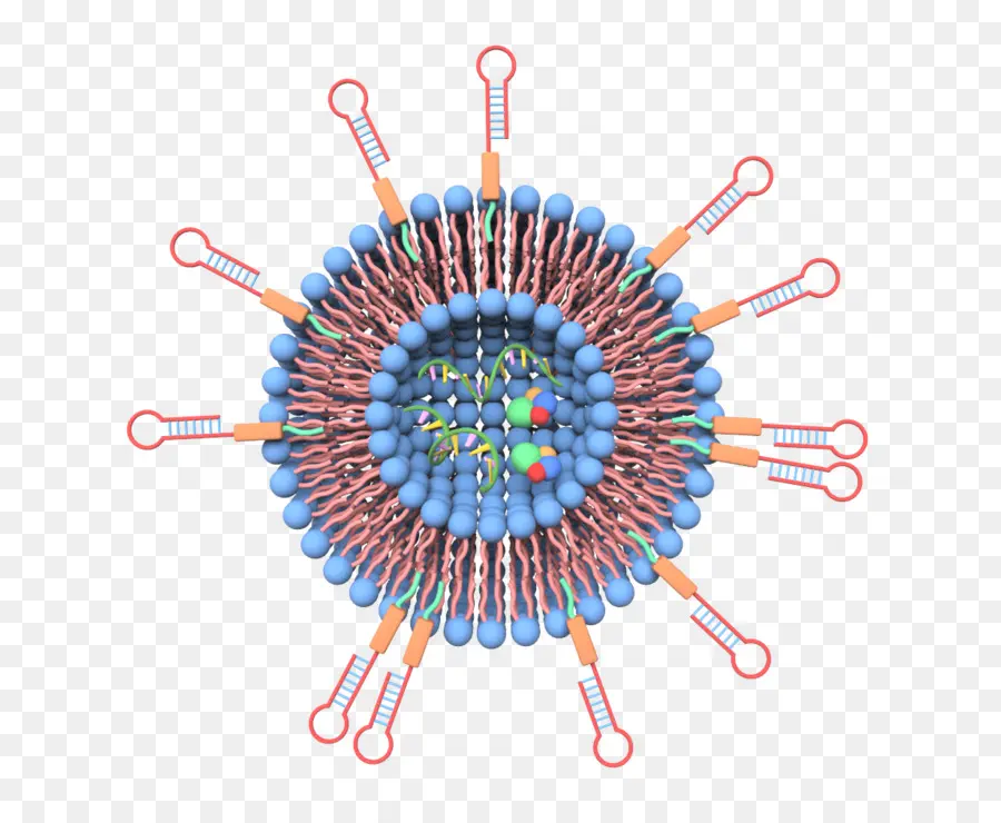 Modelo De Virus，Estructura Molecular PNG