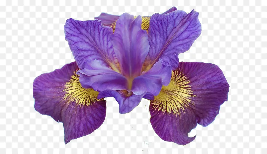 Iris，Iris Ser Sibiricae PNG