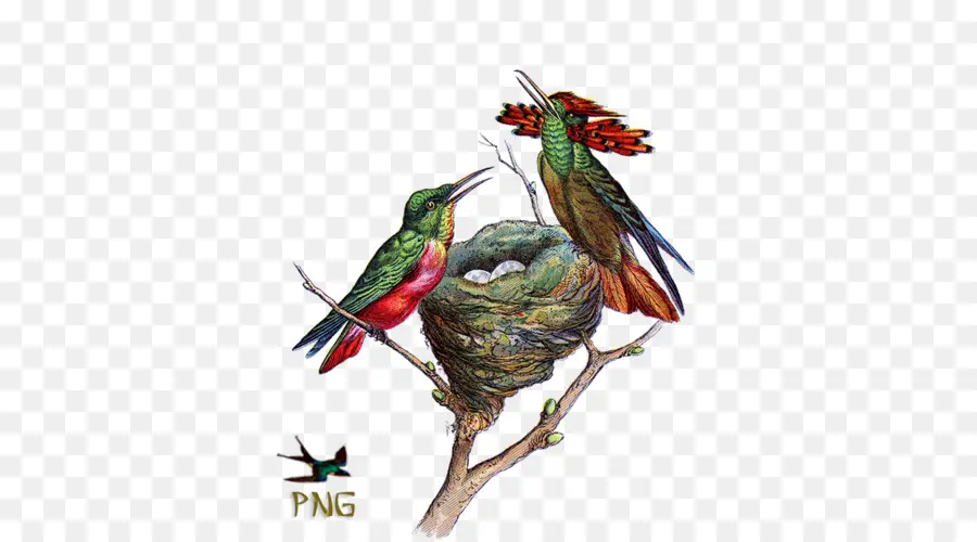 Pájaros Y Nido，Colibríes PNG