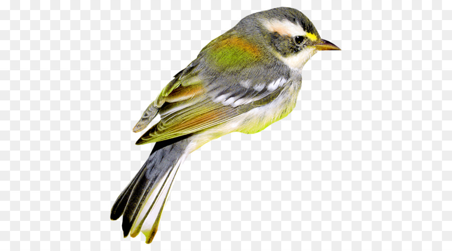 Pájaro，Pluma PNG