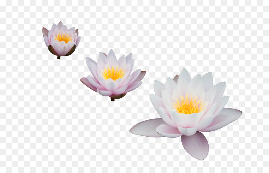 Nelumbo Nucifera，Egipcio De Lotus PNG