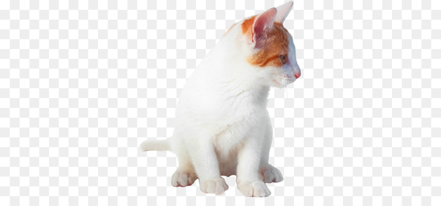Gato Doméstico De Pelo Corto，Gatito PNG