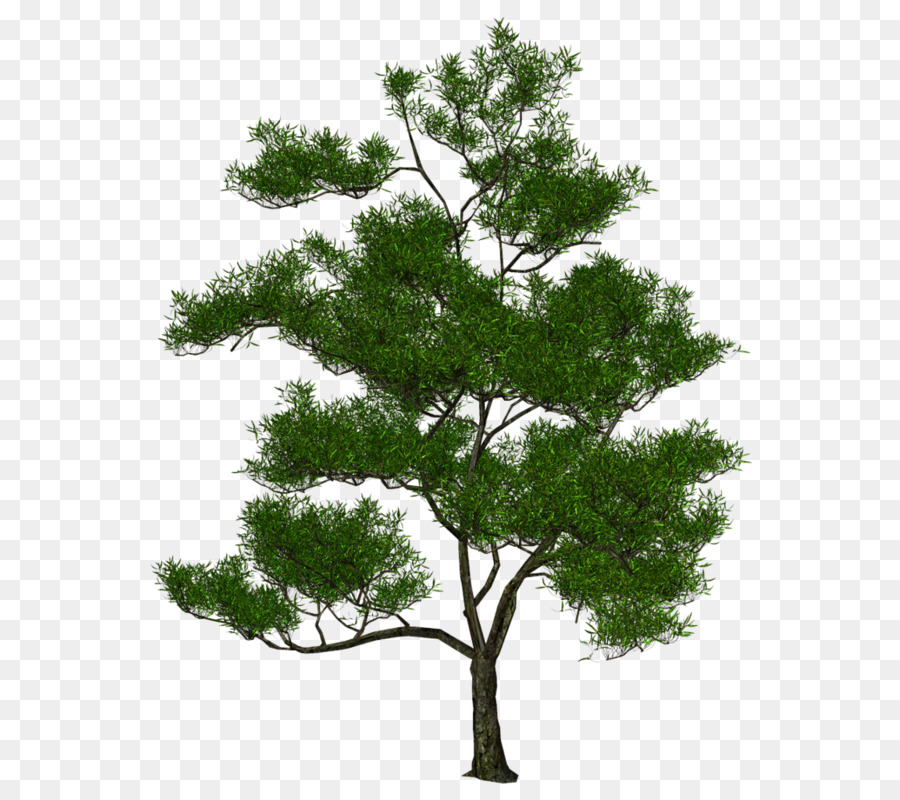 Árbol，Sucursales PNG