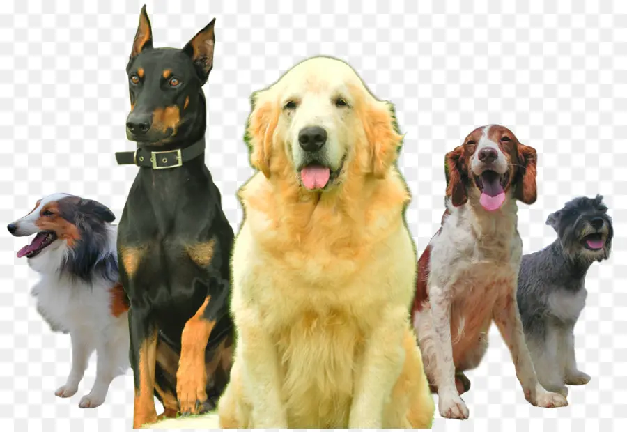 Raza De Perro，Perro PNG