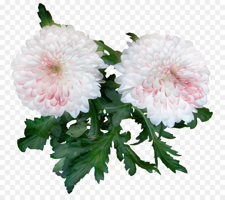 Crisantemos，Florece PNG