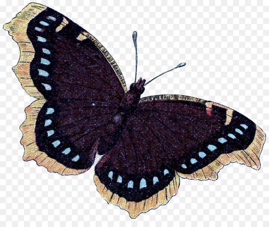 Mariposa Colorida，Vistoso PNG