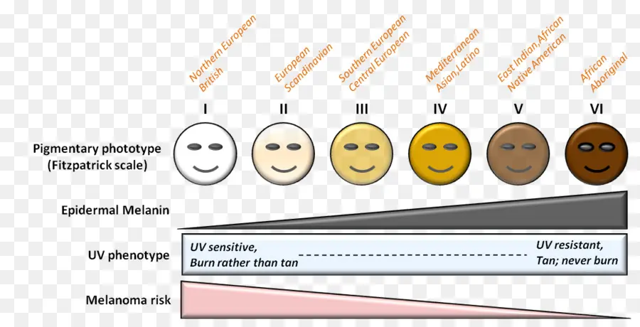 Escala De Fitzpatrick，El Color De La Piel Humana PNG