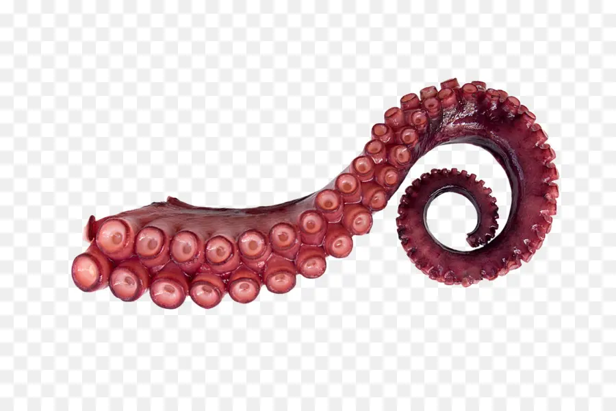 Pulpo，Calamar PNG