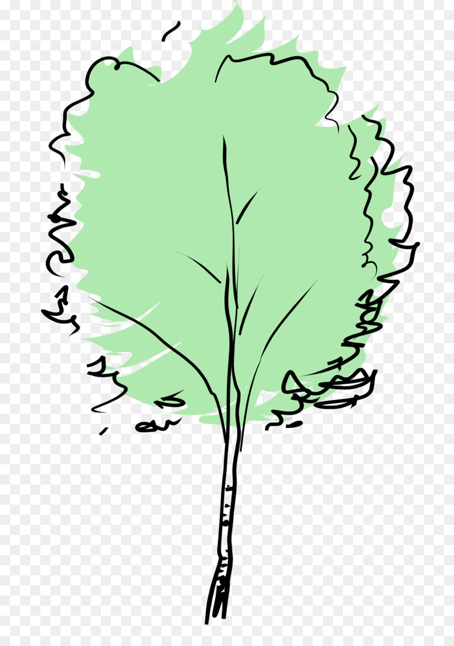 árbol，Haya Europea PNG