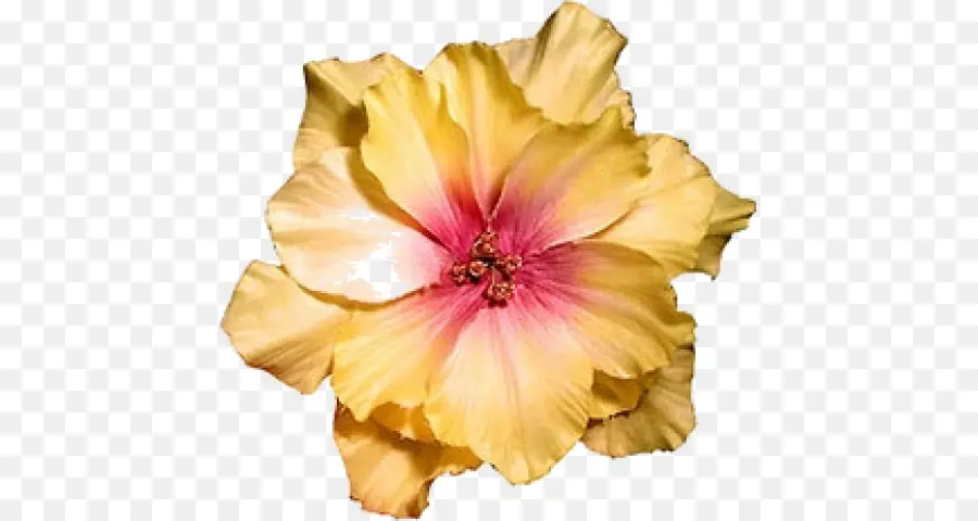 Hibiscus，Flor PNG