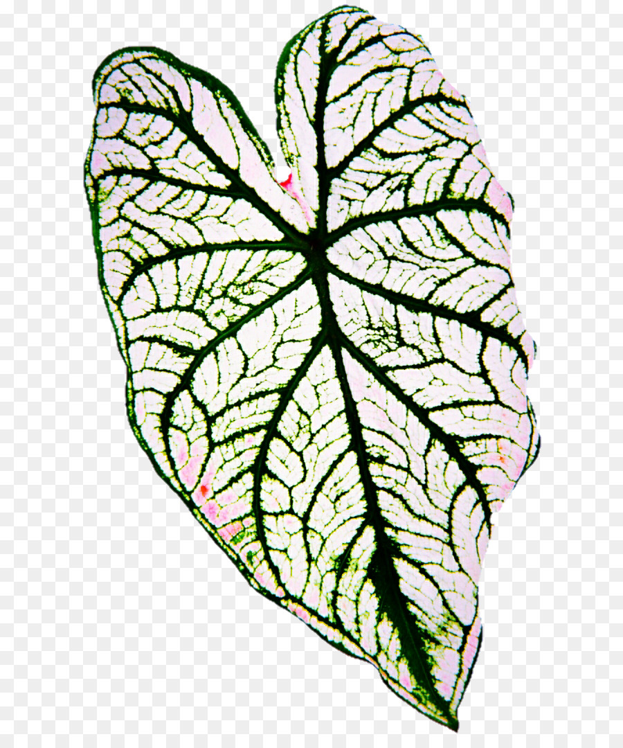 Hoja，Bombilla PNG