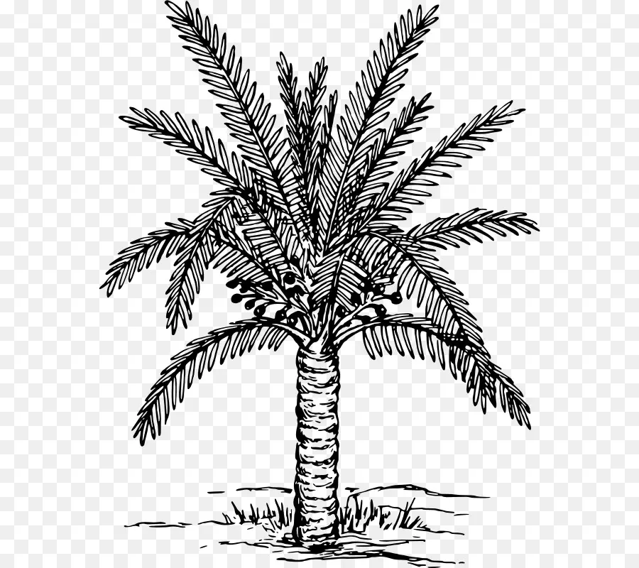 Arecaceae，Dibujo PNG