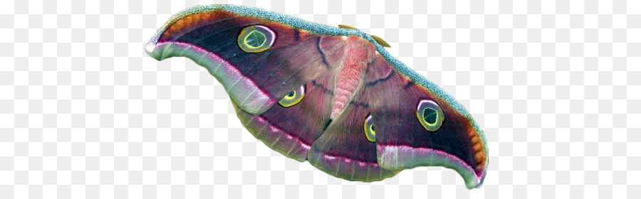 Mariposa，La Polilla PNG