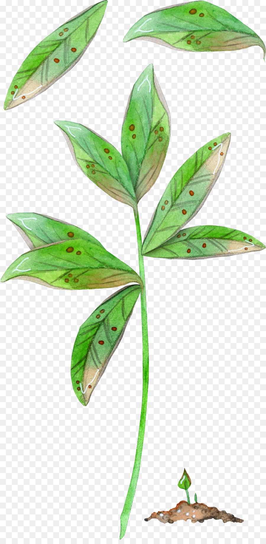 Hoja，Planta PNG