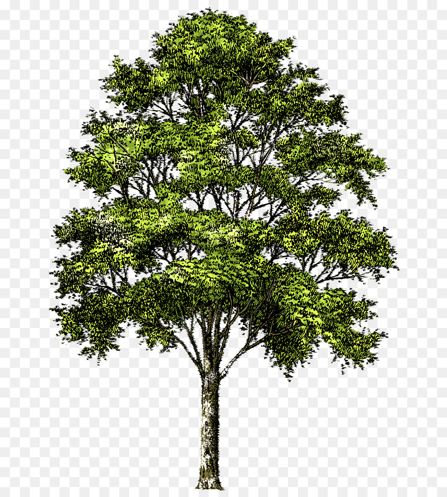 árbol，Descargar PNG