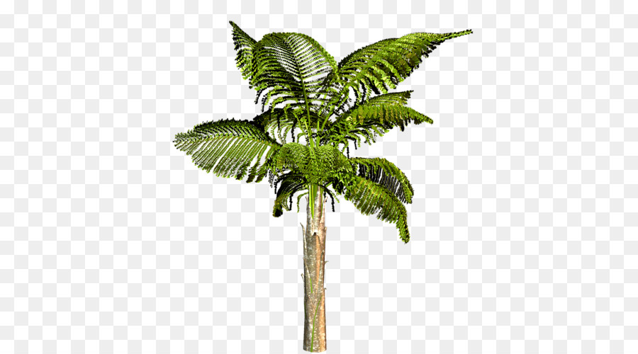 Palmera，Tropical PNG