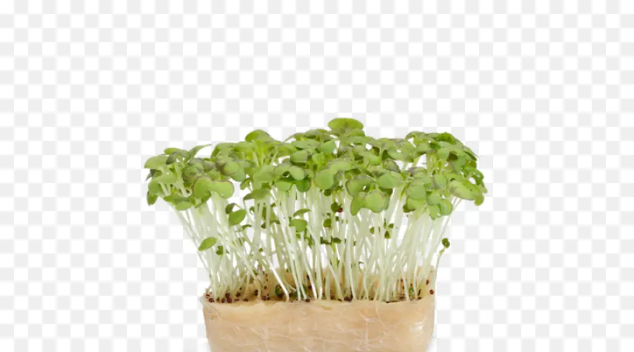 Microvegetales，Brotes PNG