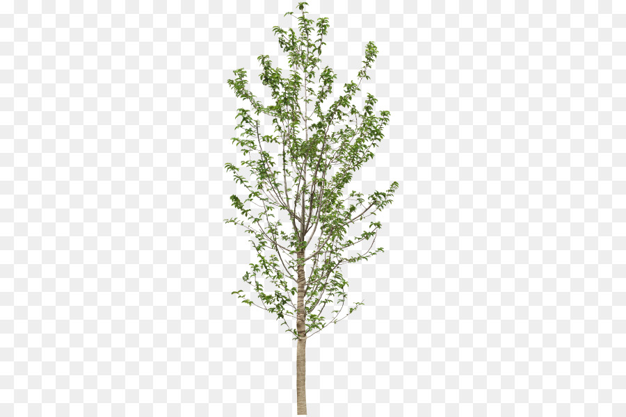 Ramita，árbol PNG