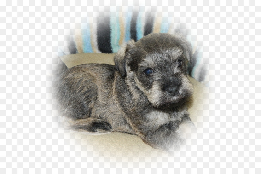 Schnauzer Miniatura，Schnauzer Estándar PNG