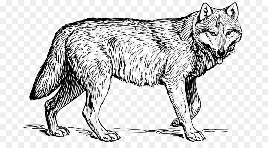 Lobo，Canino PNG