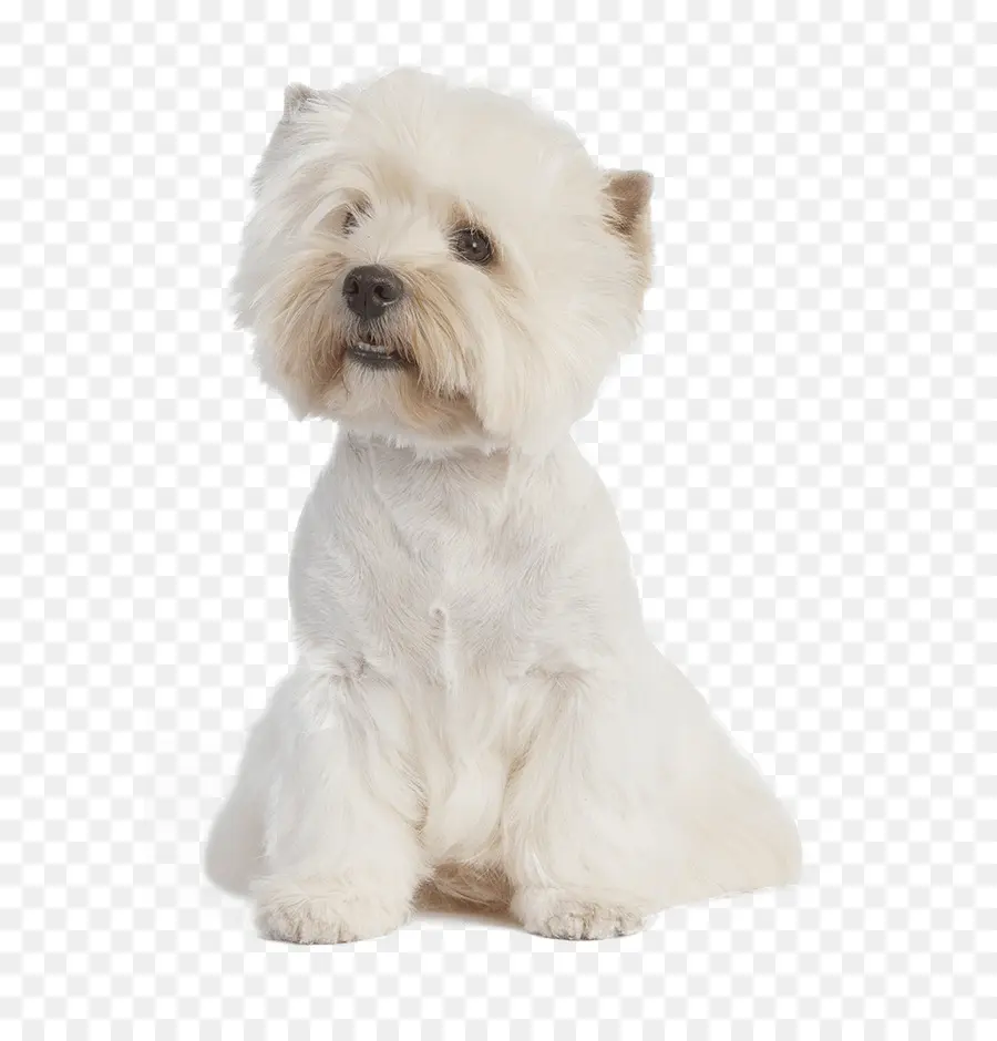 Perro Blanco Esponjoso，Mascota PNG