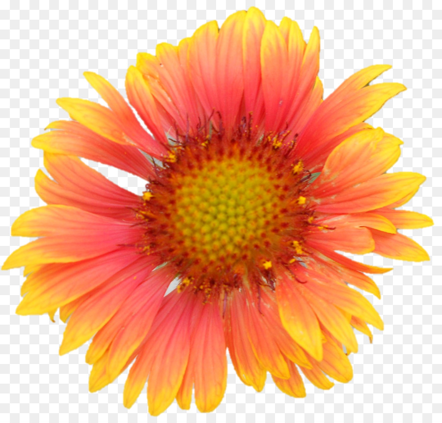 Común Daisy，Gerbera Jamesonii PNG