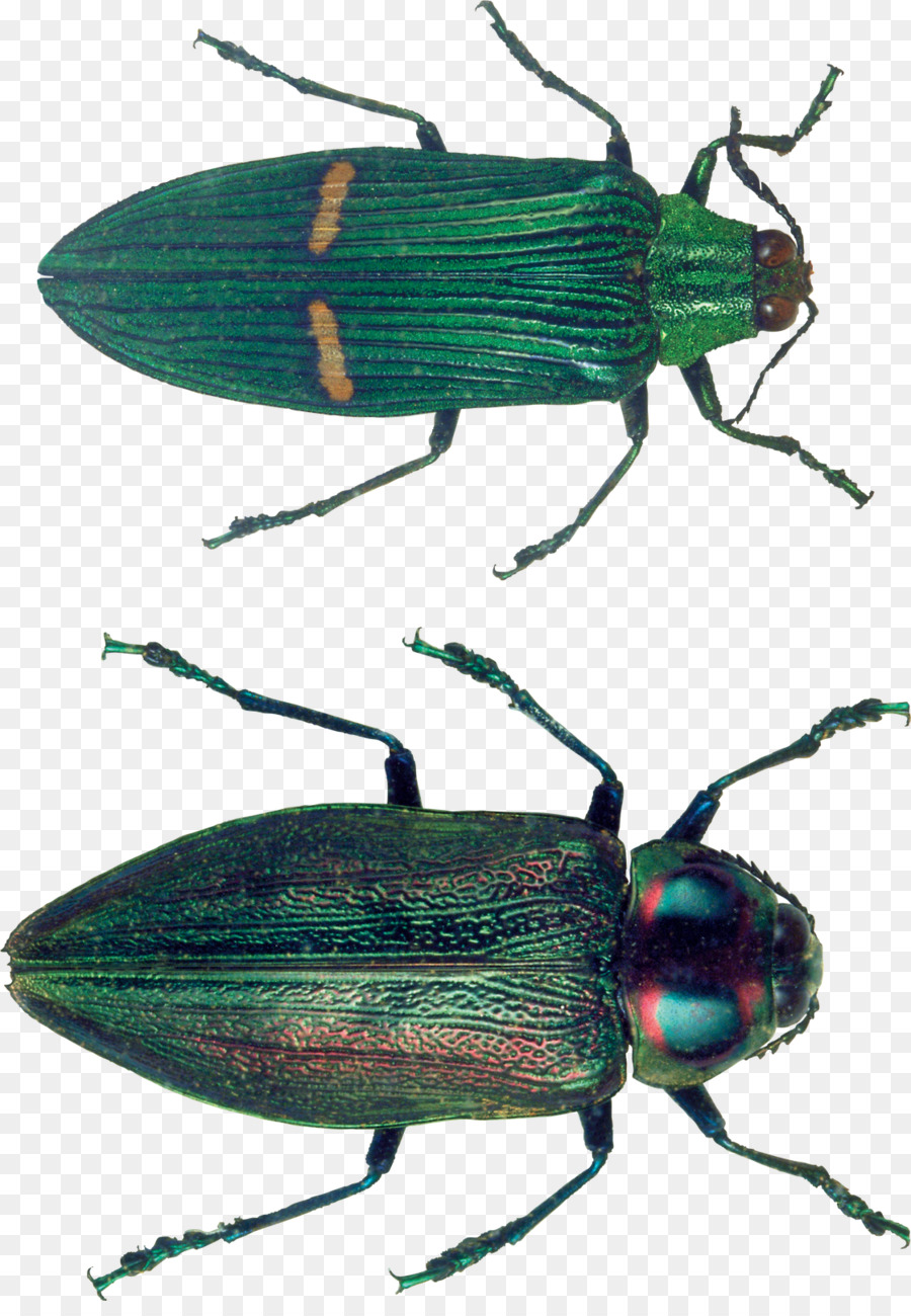 Escarabajo，Iconos De Equipo PNG