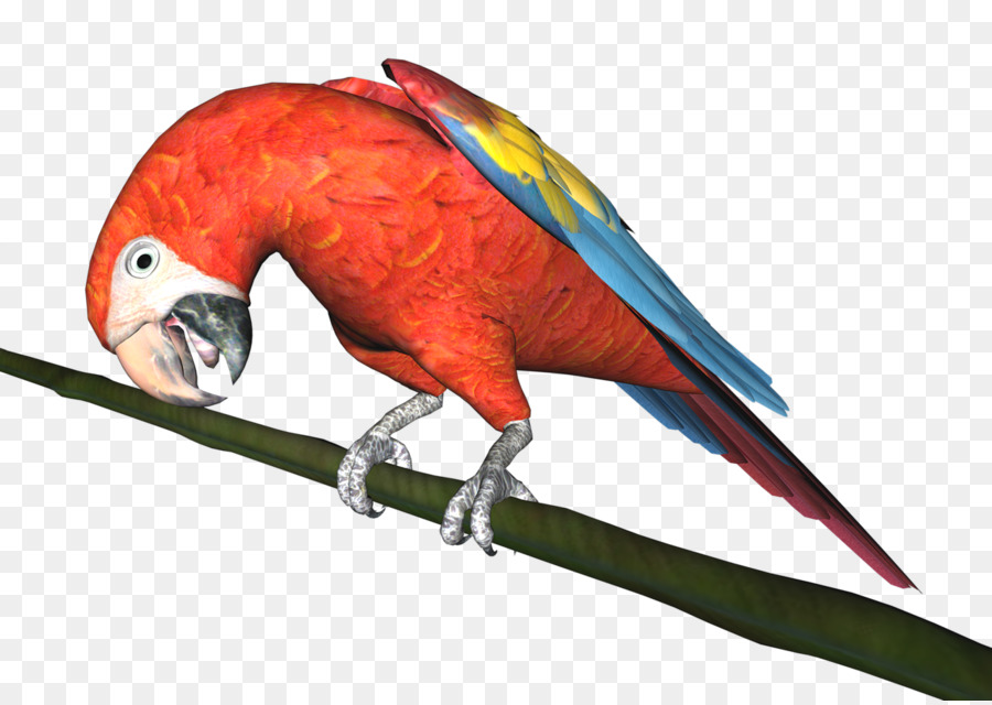 Loro Rojo，Pájaro PNG