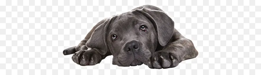 Perro Gris，Cachorro PNG