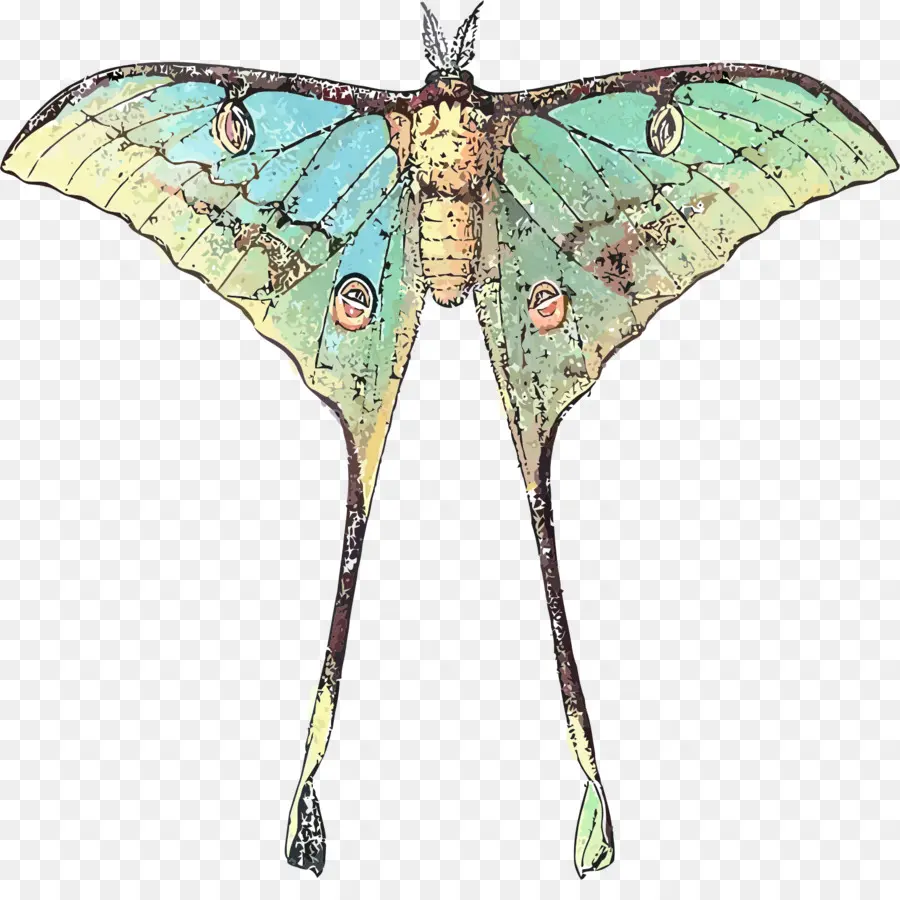 Mariposa，Luna Polilla PNG