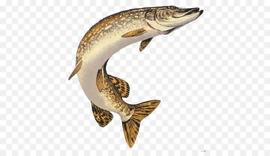 Lucio，Muskellunge PNG