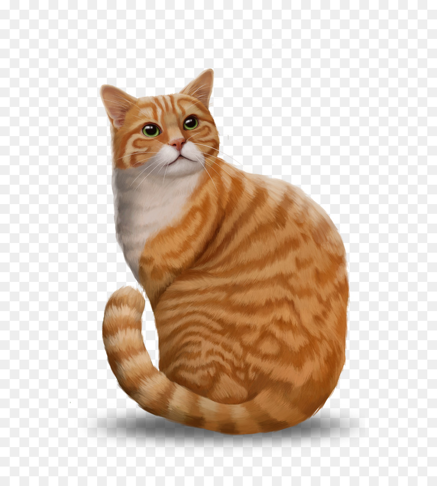 Gato Atigrado，American Shorthair PNG