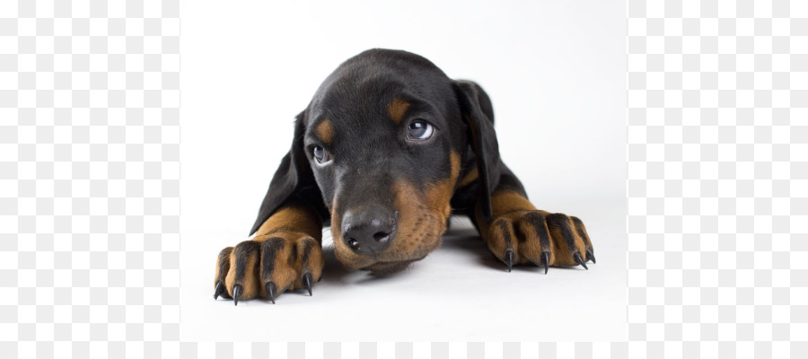 Dobermann，Negro Y Tan Coonhound PNG