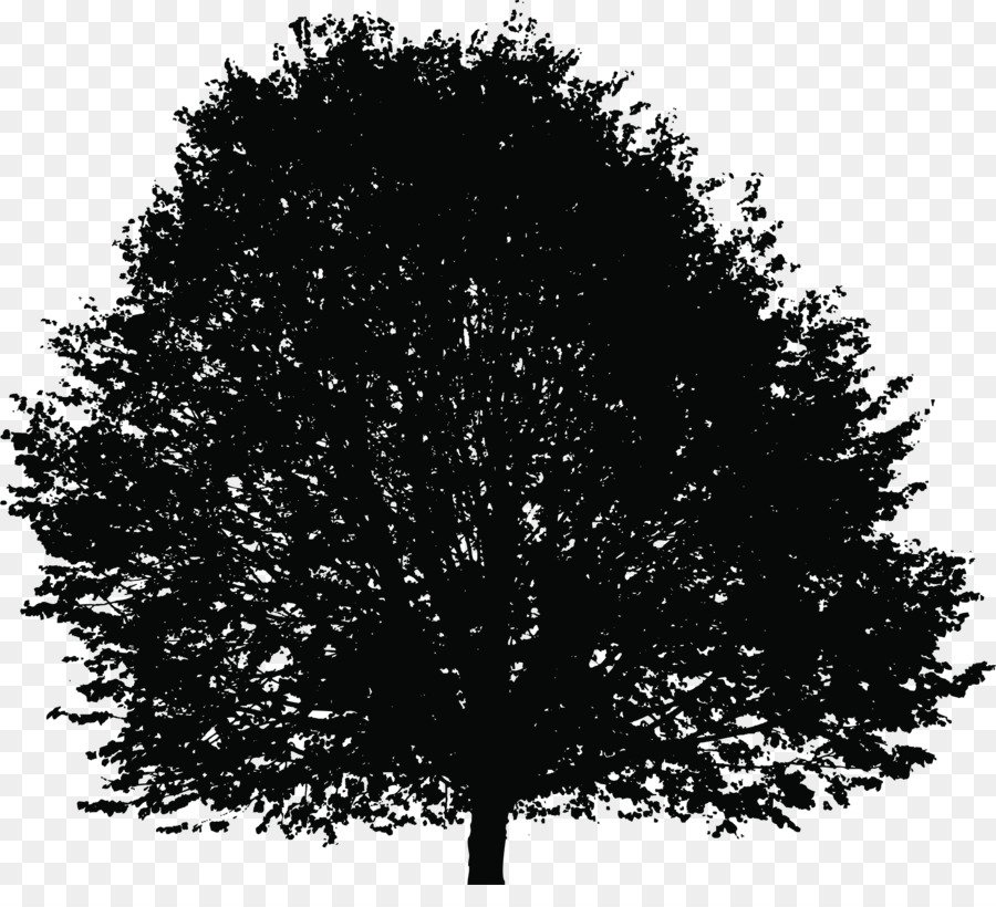 Rama，árbol PNG