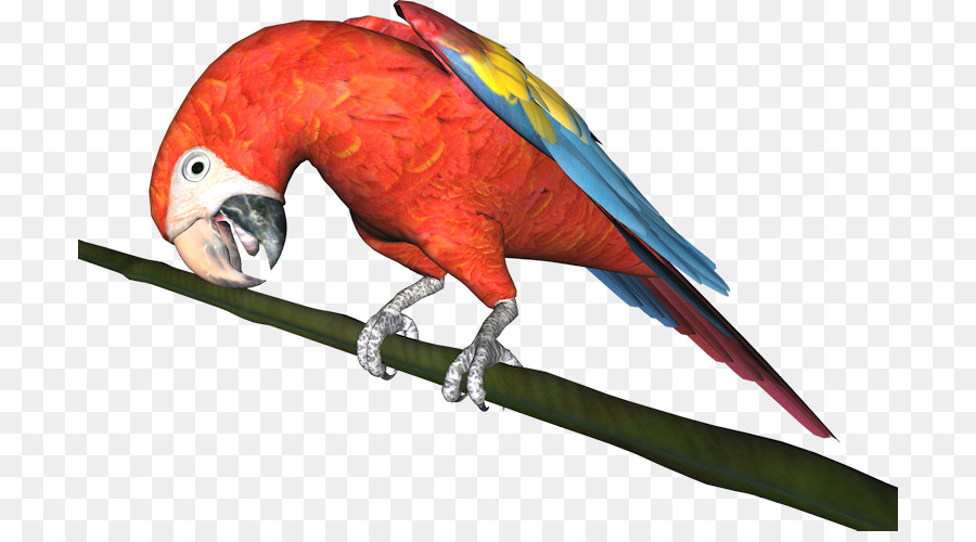 Loro Rojo，Pájaro PNG