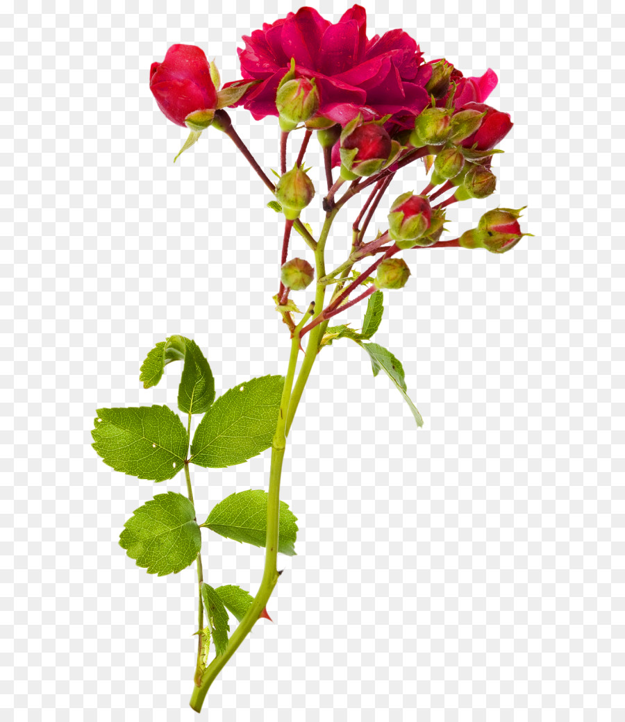 Flor Rosa，Flor PNG