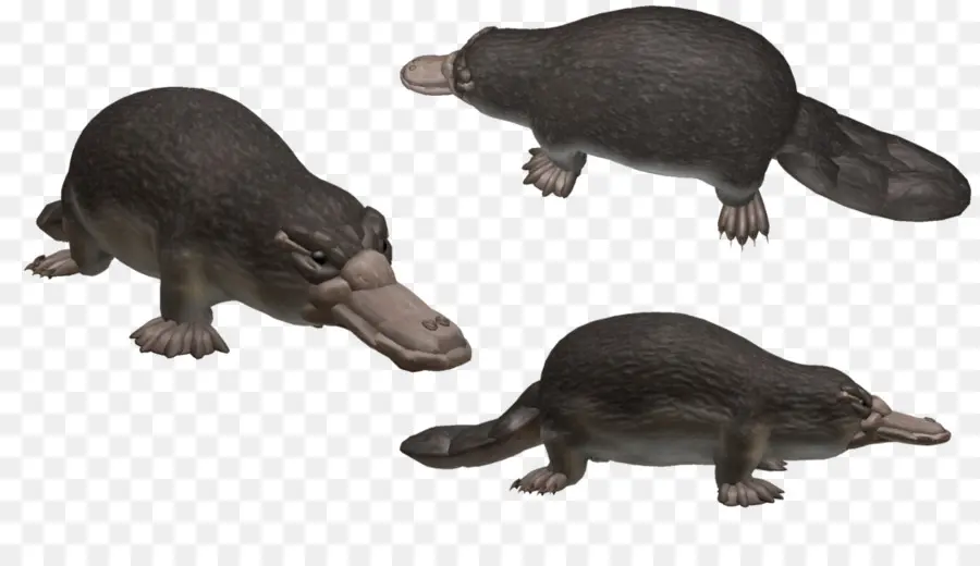 Beaver，El Ornitorrinco PNG