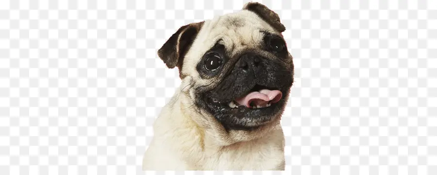 Pug，Bulldog PNG