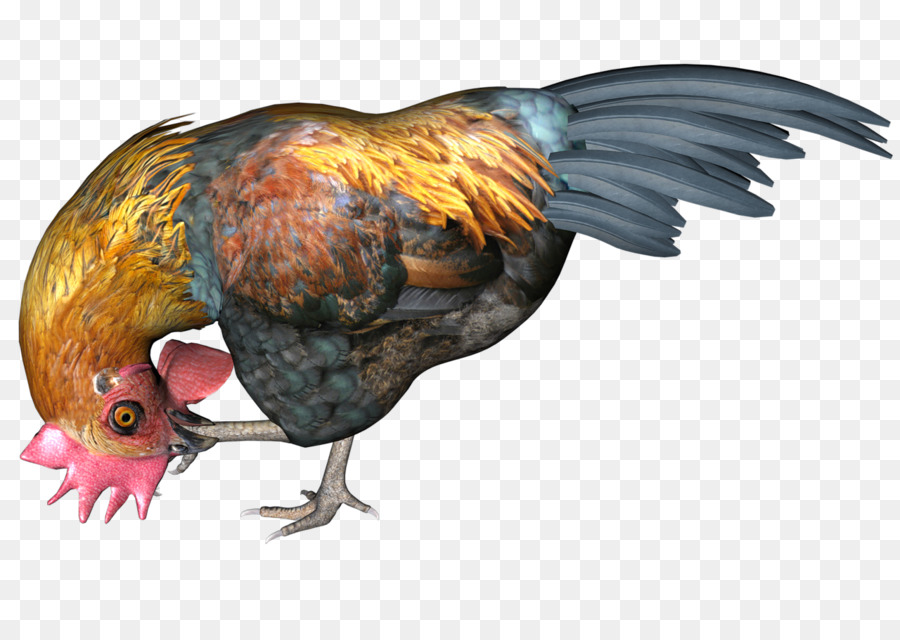 Gallo，Dibujo PNG