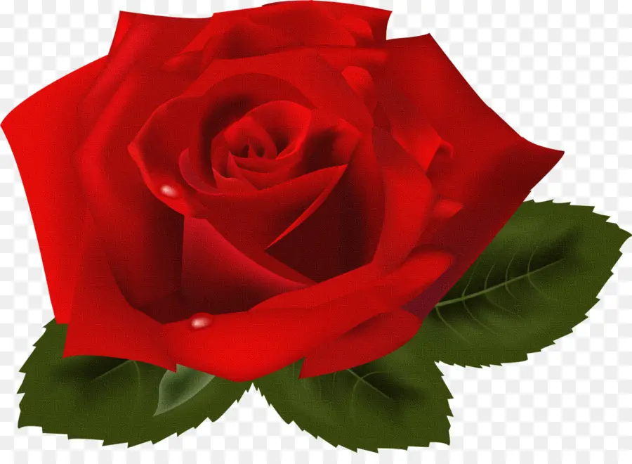 Rosa，Flor PNG