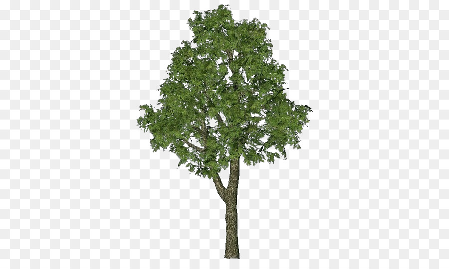 árbol Verde，Planta PNG