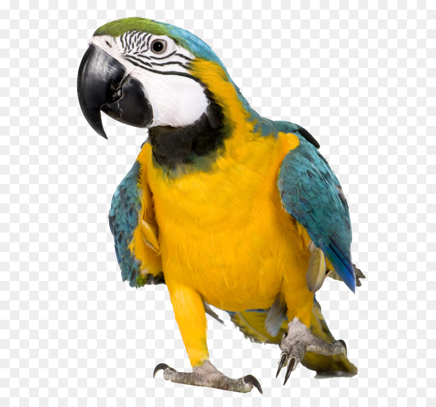 Pájaro，Budgericar PNG