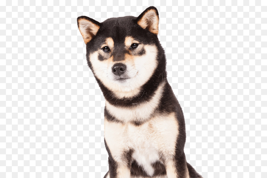 Perro Shiba Inu，Shiba Inu PNG