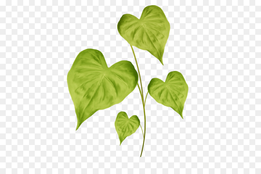 Hojas Verdes，Planta PNG